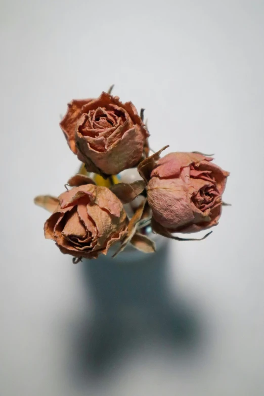 the three roses have wilted buds in a vase