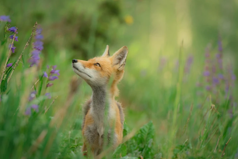 a small fox standing in the middle of a field