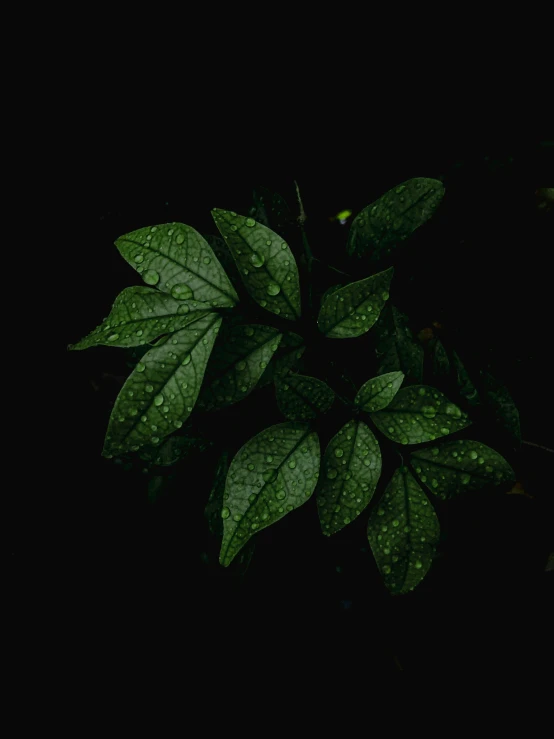 a close up of a plant with rain droplets on it