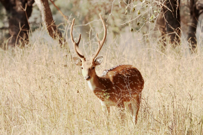 a deer stands alone in tall brown grass in a wooded area