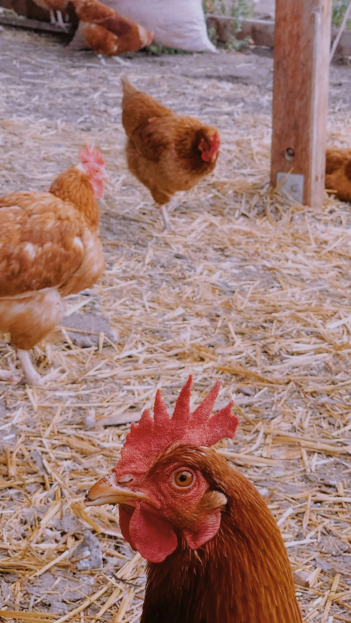 chickens in straw - covered area surrounded by fence posts