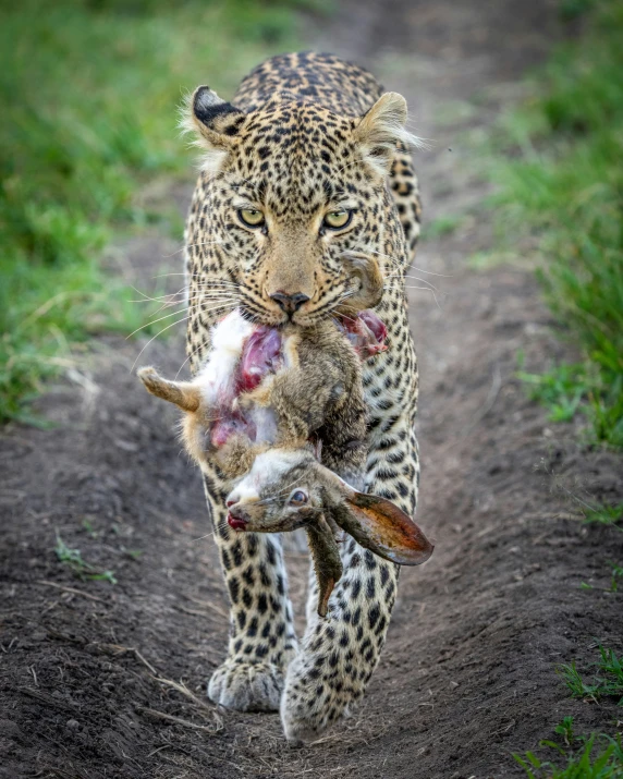 a leopard carries its baby across the field