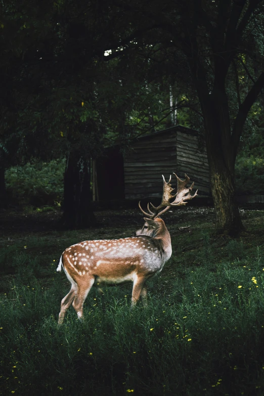 deer with antlers standing next to a house in the dark