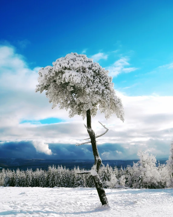 a single tree standing in the middle of a snowy field