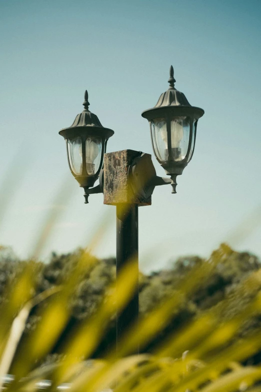 two street lights are standing near some tall plants