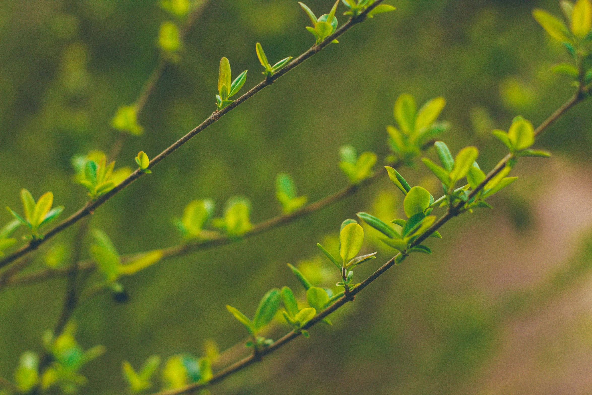 green leaves are growing on a tree nch