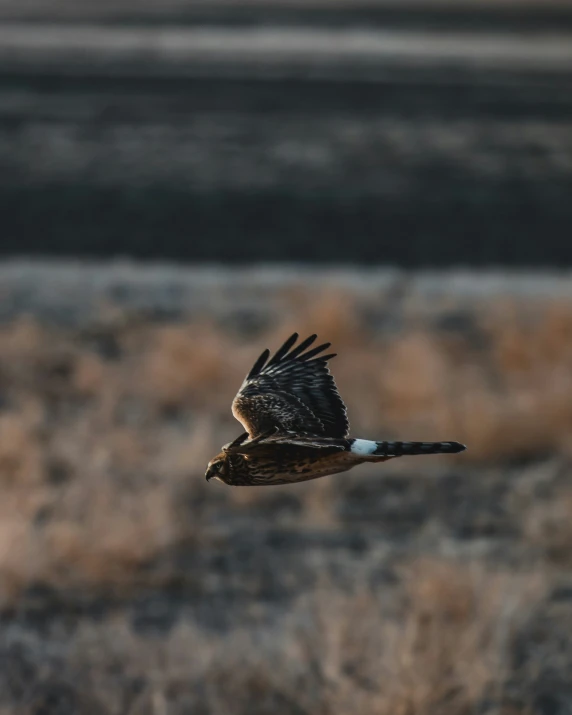 a hawk flying above a dry grass field