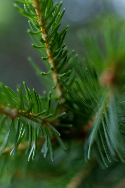 a close up s of a tree nch