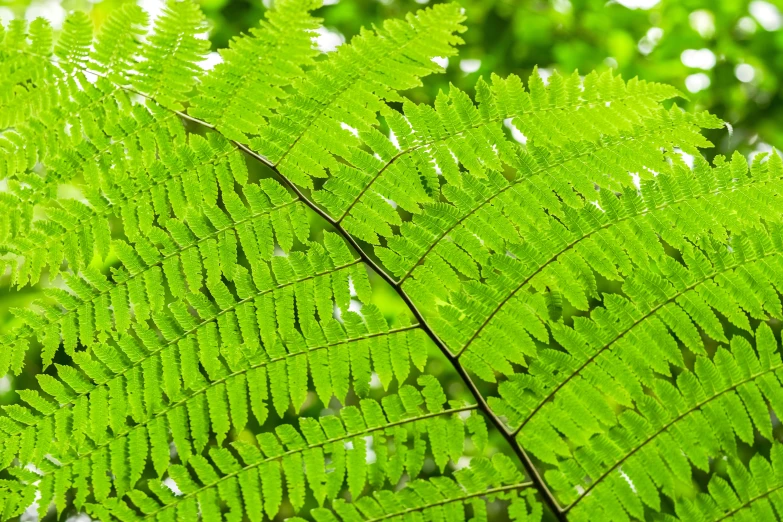 a closeup s of a green fern