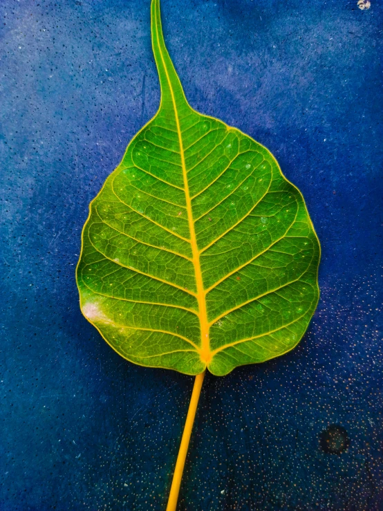 a green leaf that is lying on top of a blue floor