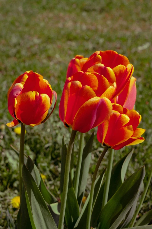 two red and yellow flowers in the grass