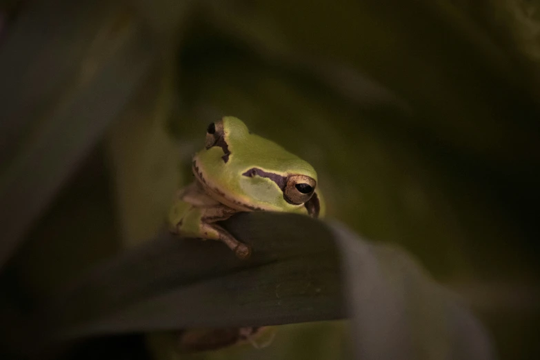 a frog looks from the top of a leaf