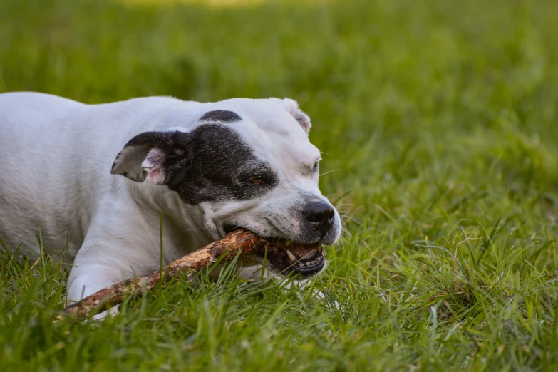a dog with it's mouth open holding a stick