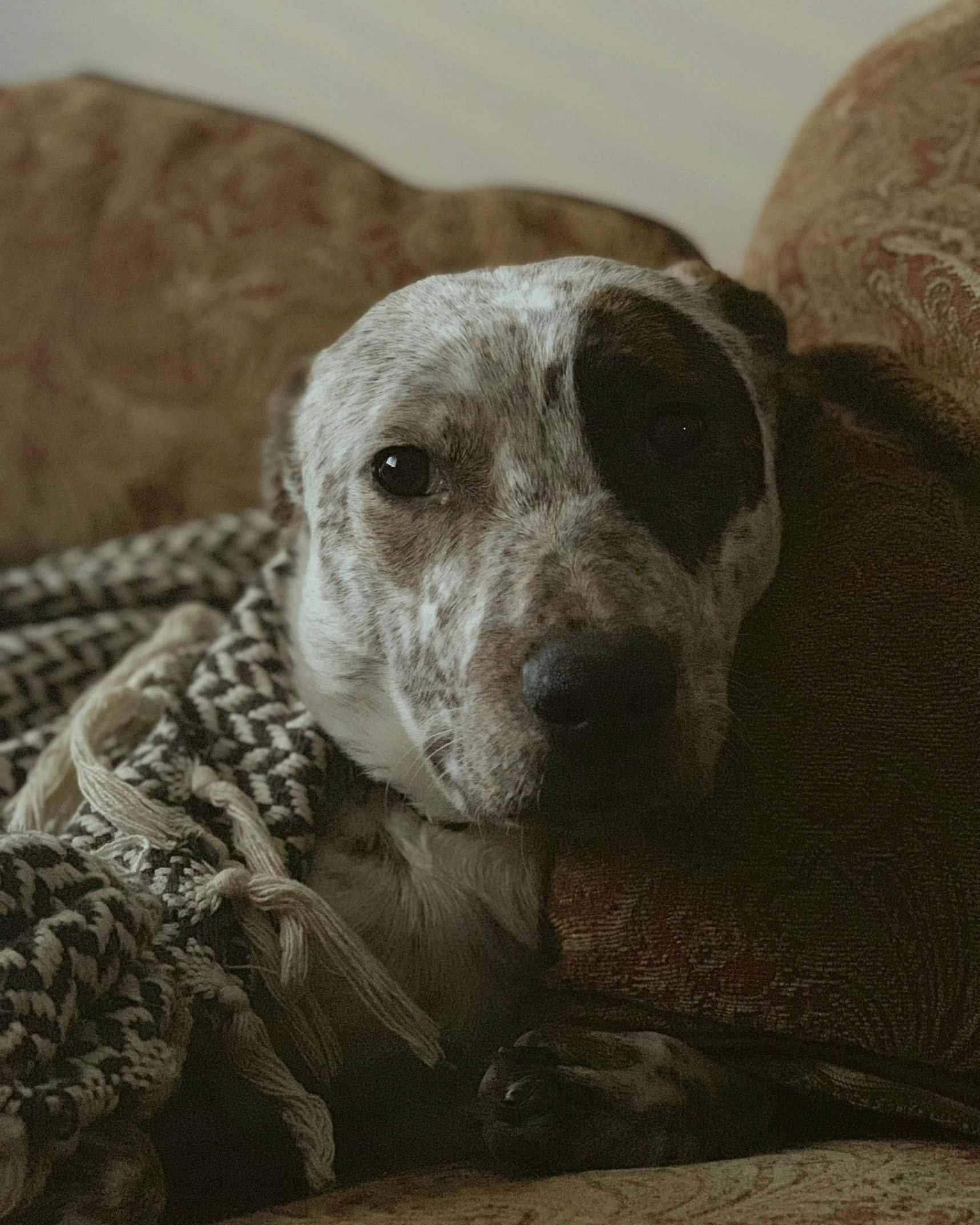 a dog laying on a couch covered in blankets