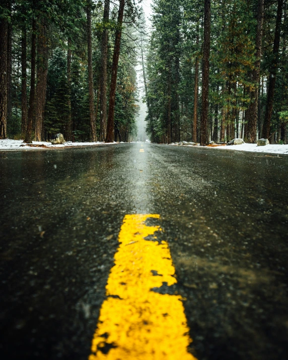 a road in the woods and a yellow stripe on it