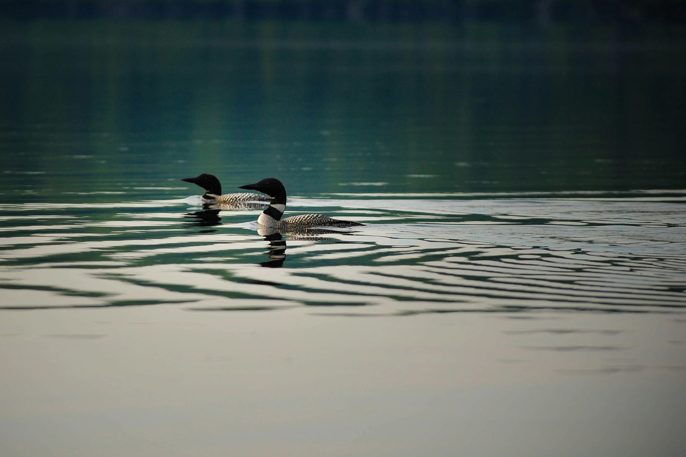 two birds floating in the water on a clear day