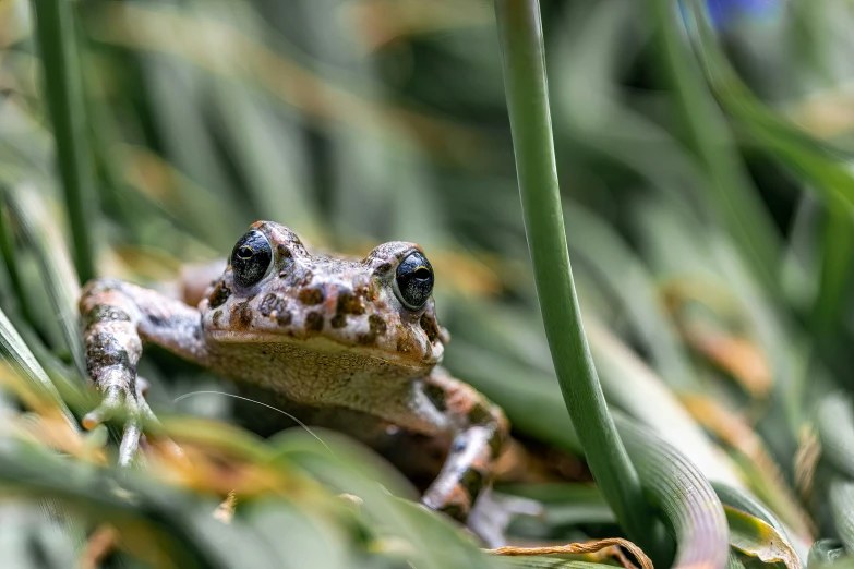 a frog sits in a grassy area with the blurry green background