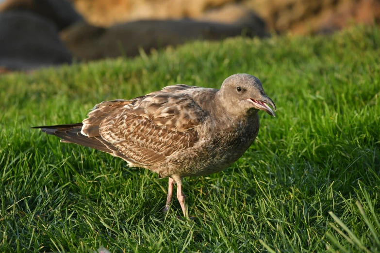 a bird standing in grass with an open beak