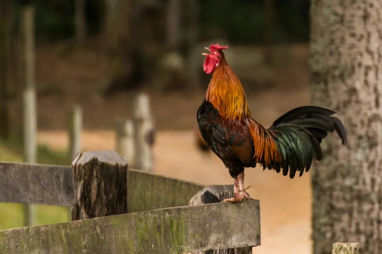 a rooster is standing on the edge of a fence