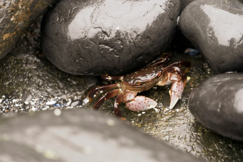 a close up of a crab on some rocks and water