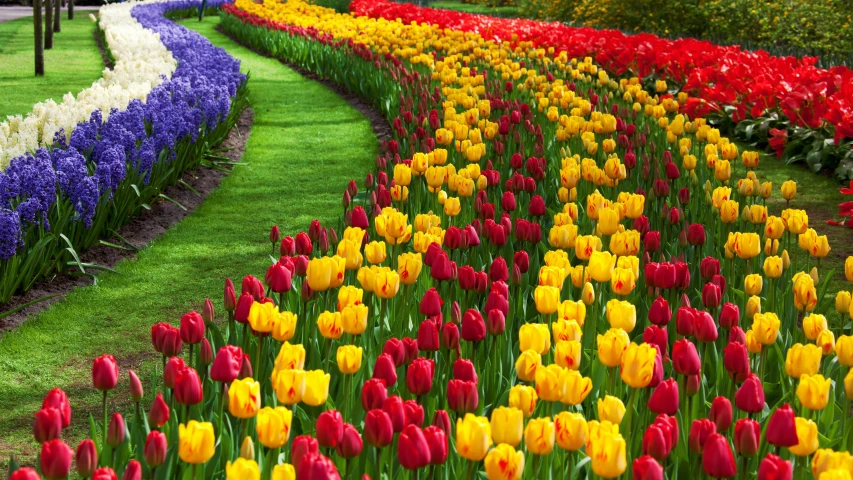 a large long row of colorful flowers sitting in the middle of a field