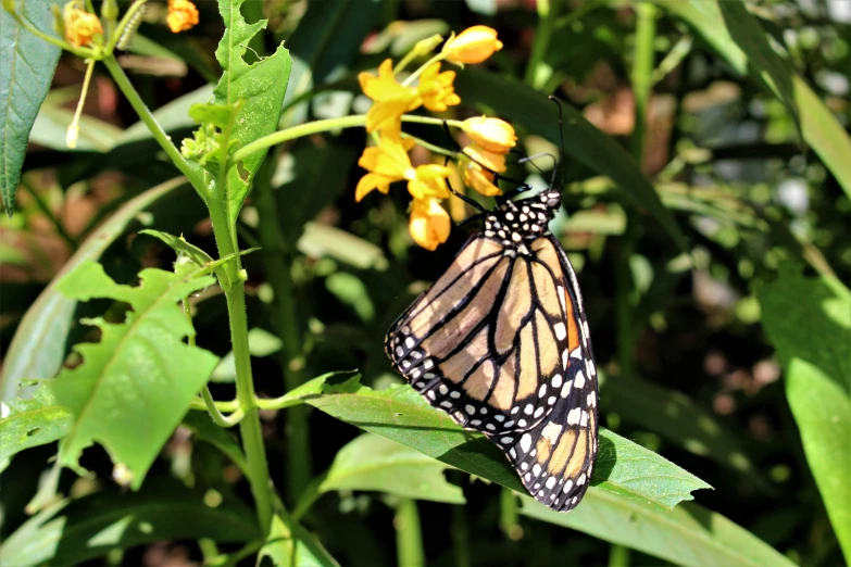 the erfly sits on the yellow flower in the field