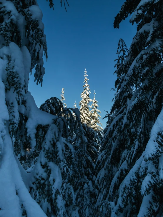 a full view of a snowy woods with lots of snow