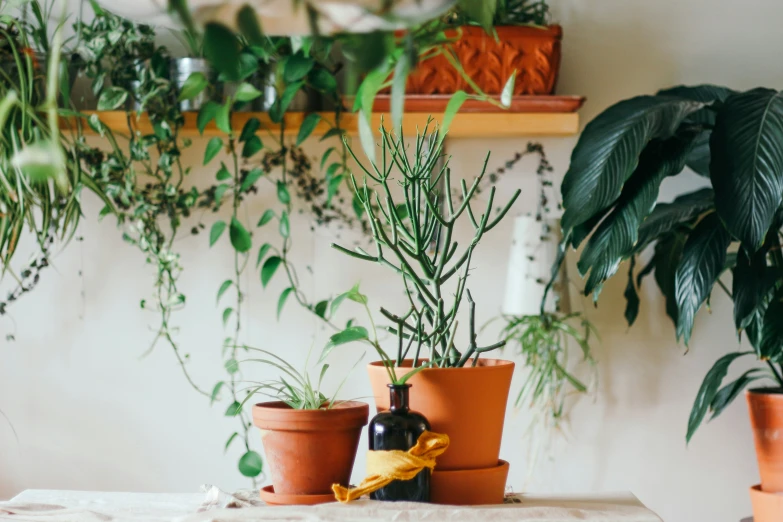 two plants are next to a bottle of wine