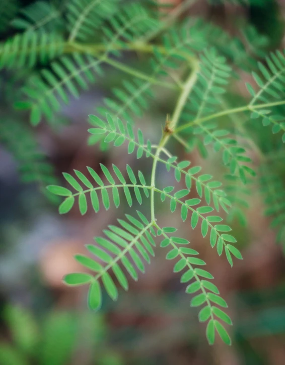fern fronds and leaves in the blurry background