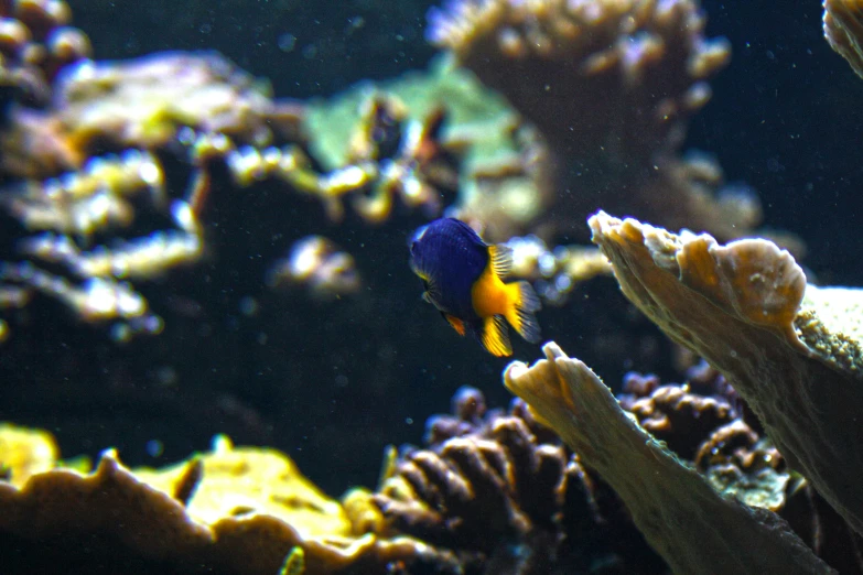 two fish in an aquarium that are looking for food