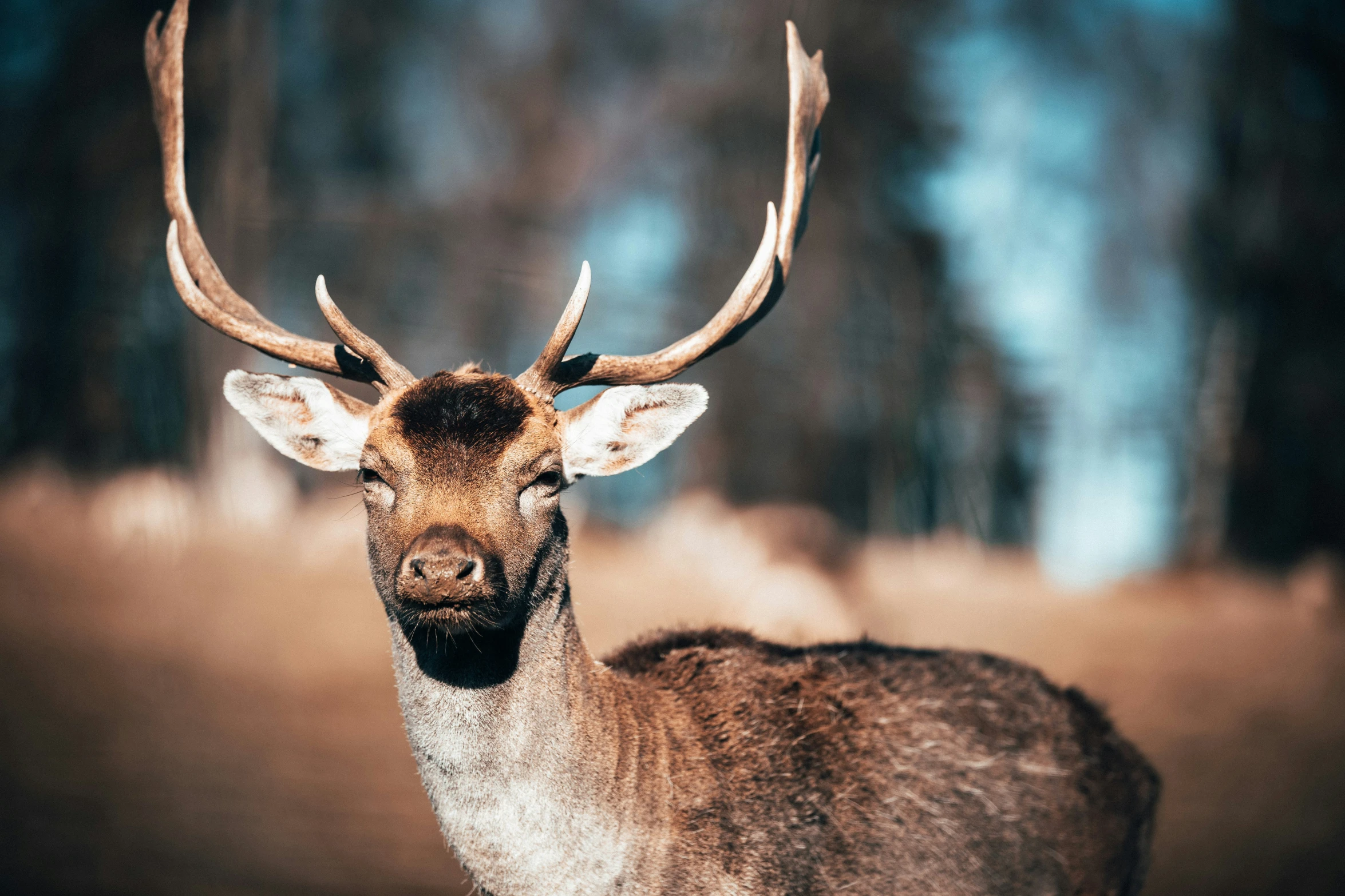 a deer with antlers looking at the camera