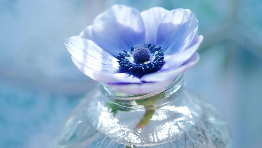 this is an image of purple and white flower