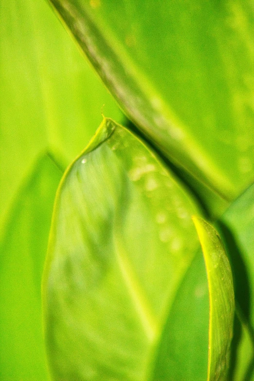 blurry image of an oval plant on a green background