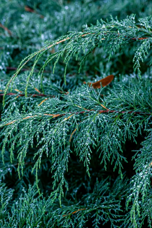 a close - up view of a green pine bush with yellow needles