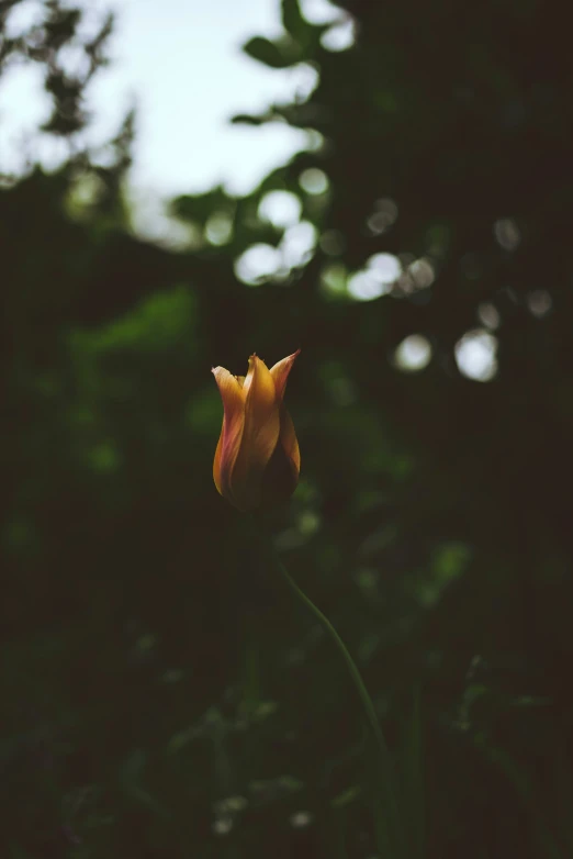 the orange flower is in front of many trees