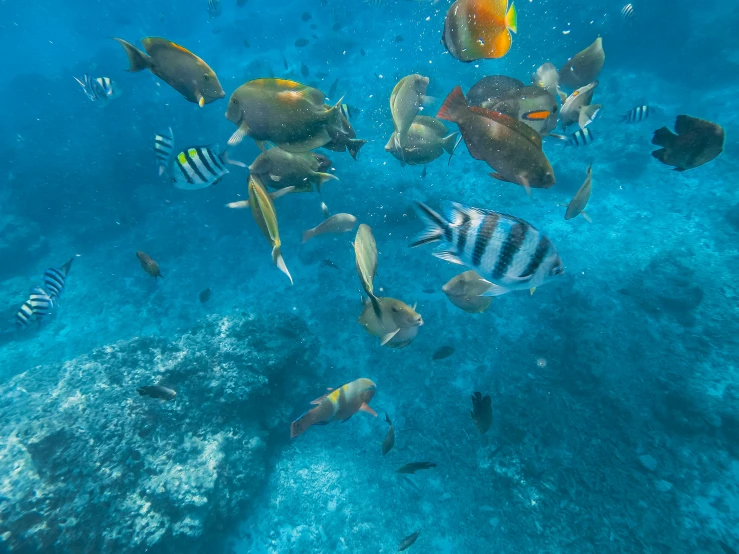 a large group of tropical fish swimming in the sea