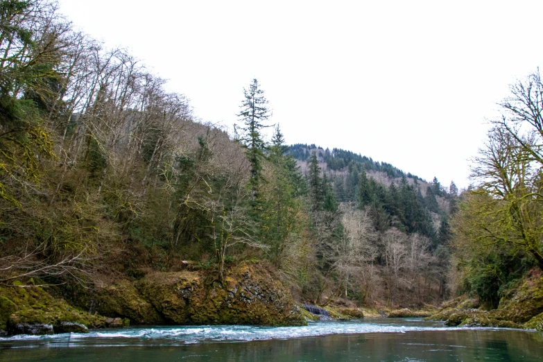 there are trees along this side of the river