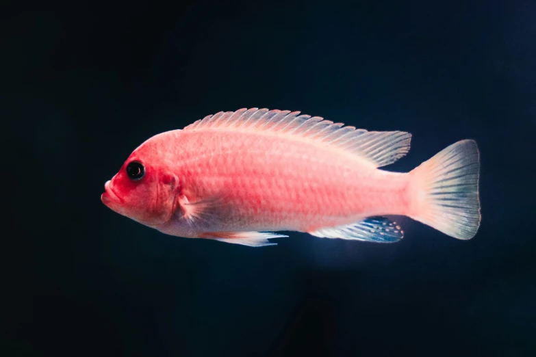 a red fish with white fins looking at the camera