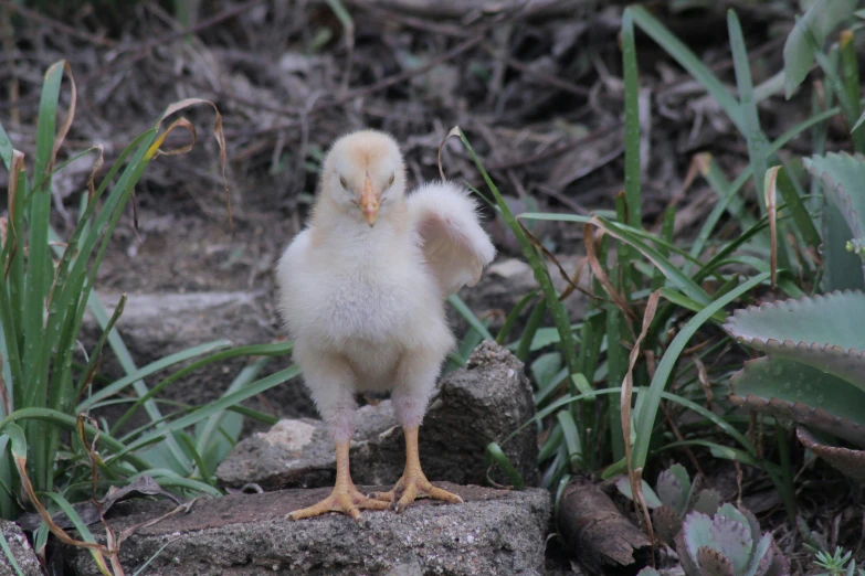 a small chick is sitting on the rocks