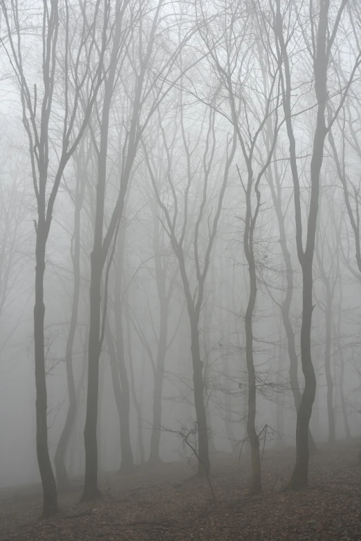 an image of a very foggy forest on a hill