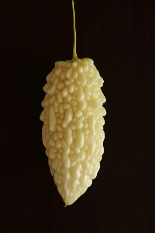 a ripe white fruit is hanging from the stem