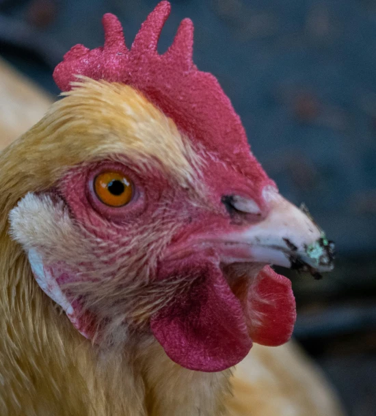 a close up image of the head and beak of a rooster