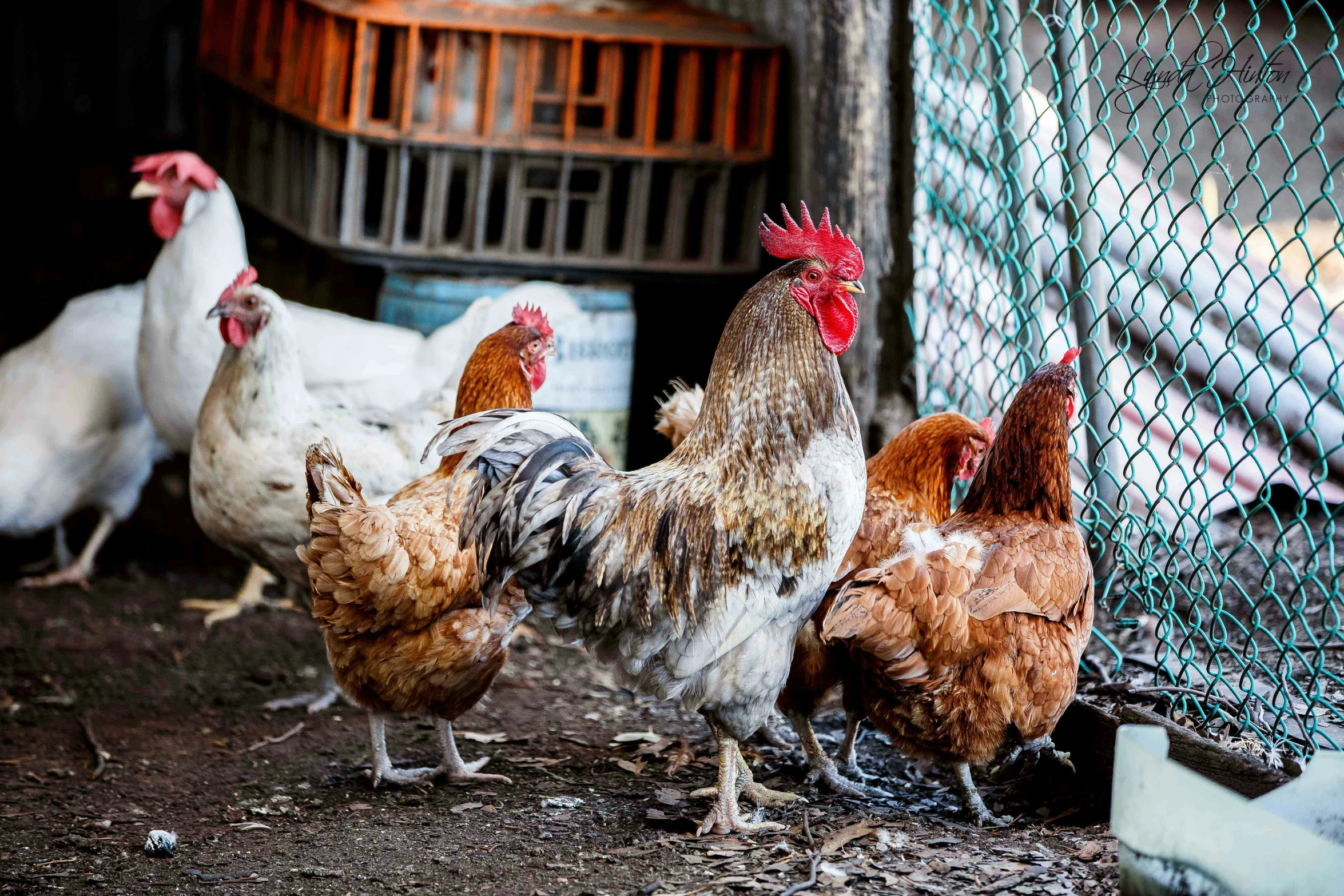 chickens are walking around near a fence