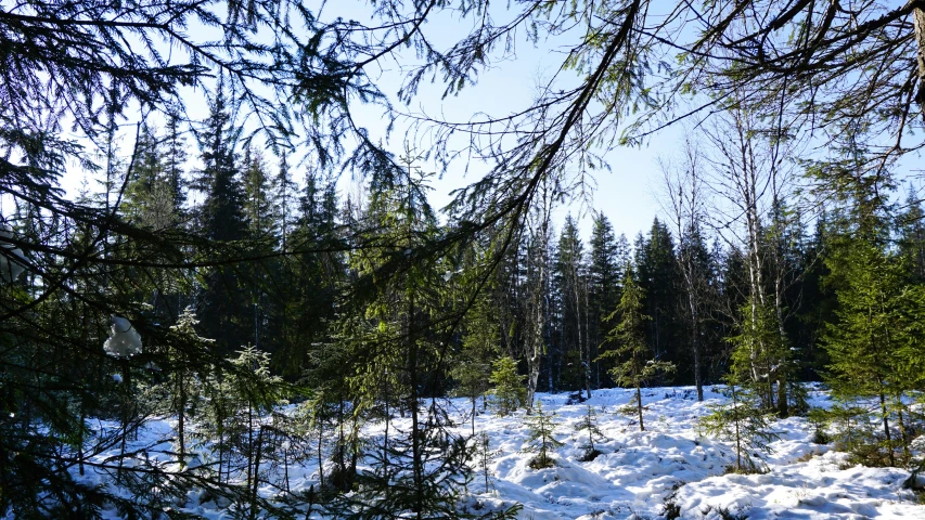 a snow covered landscape with some trees