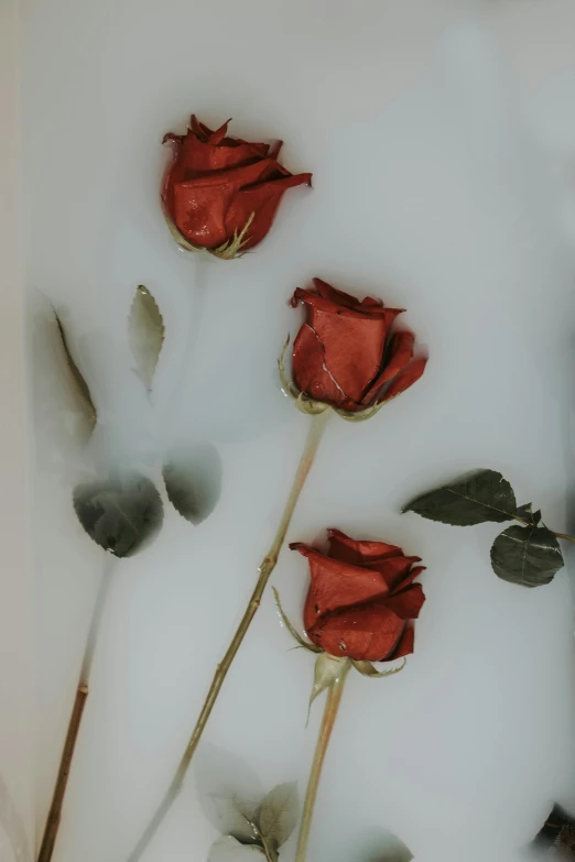 three roses floating in a water that is condeursantly