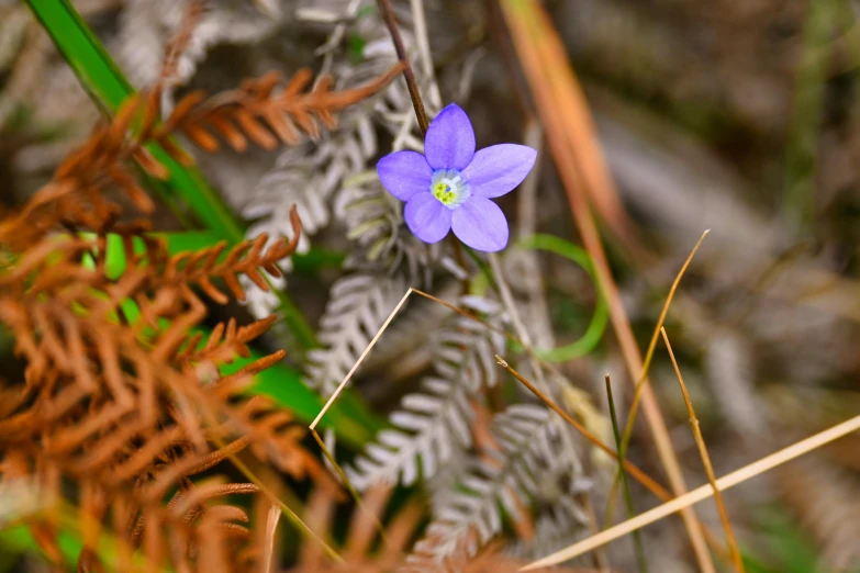 a close up view of some purple flowers and a fern