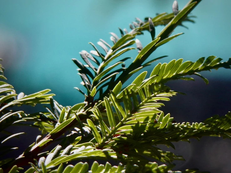 closeup of nches against a blue background