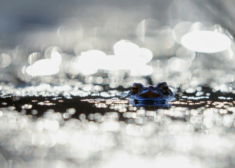 the little frog sits in shallow water