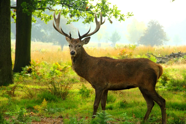the large red deer stands in front of a tree