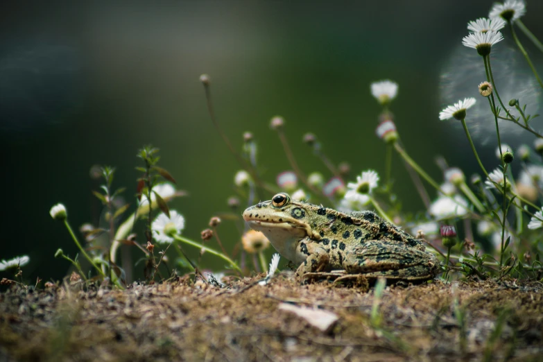 a little frog is sitting on the ground